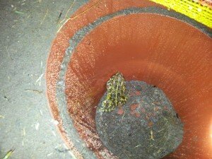 A Western Leopard toad awaiting collection at Noordhoek Main Road toad barrier. Photo: Alison Faraday