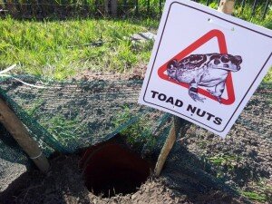 ToadNUT volunteers help Western Leopard toads reach thier breeding grounds in Noordhoek: Photo: Alison Faraday