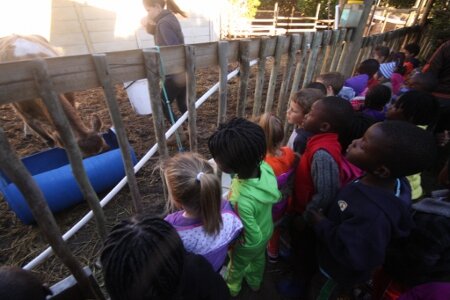 High Cloud Pre-primary children fascinated by a calf at the Green Guerrilla farm . Photo Akim Riemer