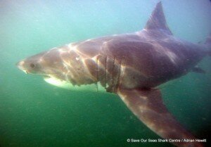 Great white shark. Copyright Adrian Hewit. Photo provided for Save our Seas article previously published on the Scenic South