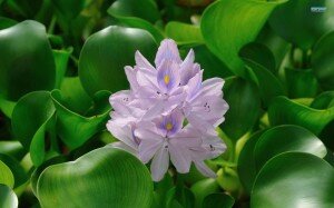 Water hyacinth. Image from superbwallpapers.com