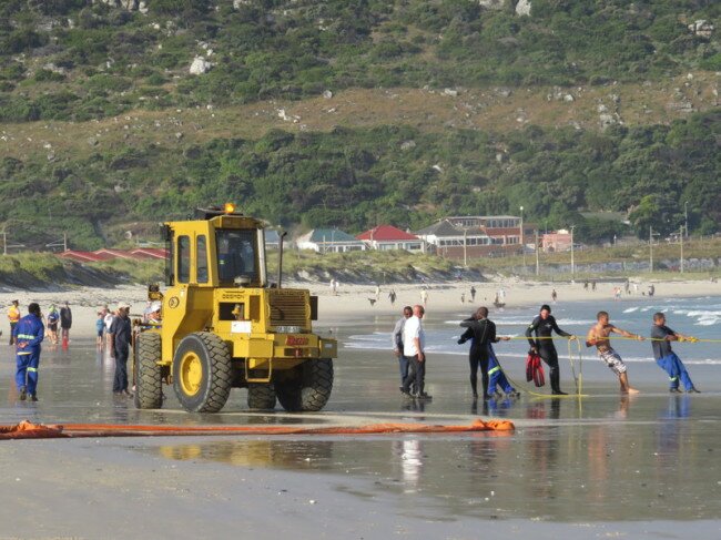 Holding the rope attached to the whale carcass while the bulldozer draws up. Photo: Viv of Scenic South