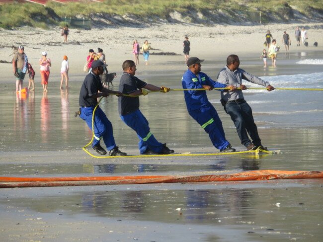 Holding onto the rope attached to the dead whale towed to Fish Hoek beach. Photo Viv of Scenic South