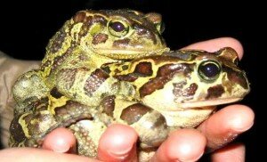 Leopard Toads in amplexus