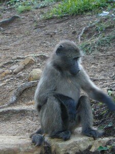 Chacma baboon in Tokai forest. Photo Scenic South