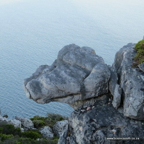 A dog's face in stone. Elsies Peak, Fish Hoek. Photo: Viv of Scenic South