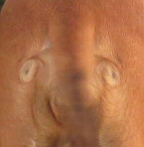 Facelike markings on the rear end of a staffie. Photo: Scenic South