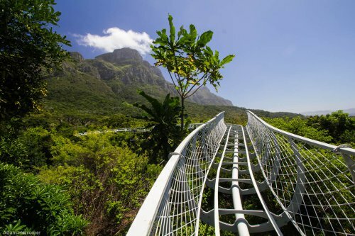 Kirstenbosch Centenary Tree Canopy Walkway 3. Photo supplied by Hippo Communications