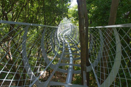 Kirstenbosch Centenary Tree Canopy Walkway 1. Photo supplied by Hippo Communications