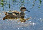 Young Hottentot Teals at Silvermine Wetlands - have you seen them?