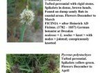 Lower Silvermine River Wetlands: Flower of the Month February 2014 - CYPERACEAE
