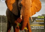 The Big Issue of Elephant Poaching,Dog Fighting,Harvest of Hope and more