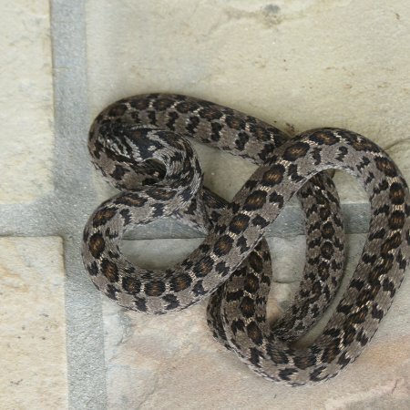 An Egg-eater - at the Silvermine Wetlands Riverine Rovers' snake education morning. Photo: Evanne Rothwell