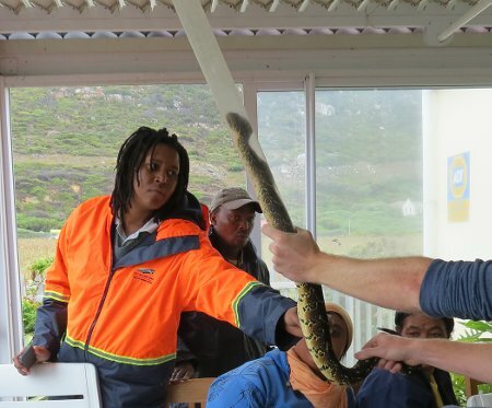 Keeping a puff-adder at arm's length, Photo: Evanne Rothwell of Riverine Rovers, Silvermine Wetlands
