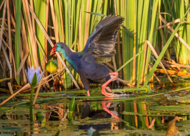 An African Swamphen, previously known by the loftier name of Purple Gallinule at William Appel Dam in Stanford. Photo: Richard Masson