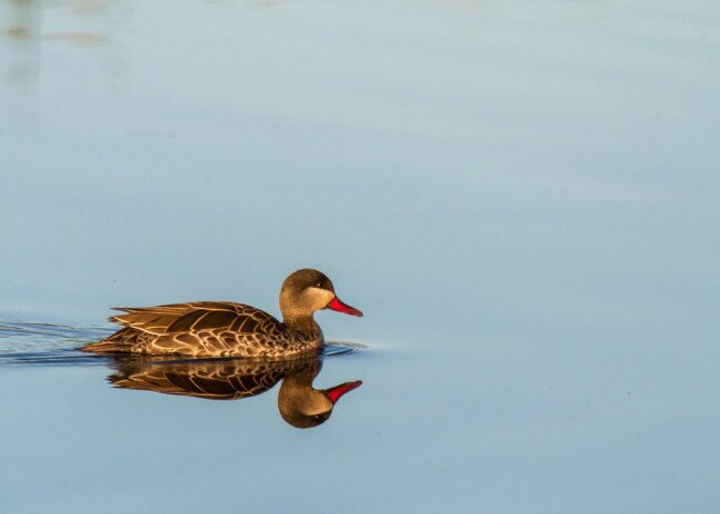 A Redbilled Teal glides through the still waters of William Appel Dam in Stanford. Photo: Richard Masson