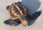What should you do if you find a stranded turtle on the beach?