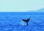 Watching and reporting whales along the Western Cape seaboard