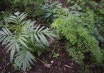 Flash Mob Farmer Market this Friday with Green Guerrillas