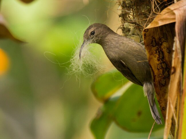 Southern Double collared Sunbird building her nest with dog's hair in Stanford garden. Photo: Richard Masson