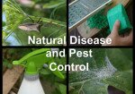 Soil for Life course: Natural Disease and Pest Control